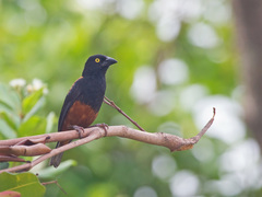 Ploceus castaneofuscus
