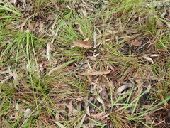 Eremochloa bimaculata