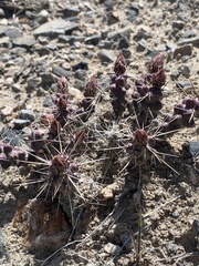 Micropuntia pulchella