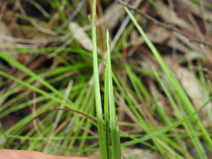 Eremochloa bimaculata