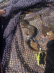 Desmognathus marmoratus