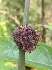 Dendrocalamus strictus