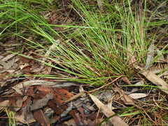 Eremochloa bimaculata