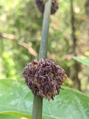 Dendrocalamus strictus