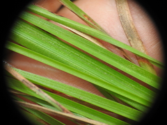 Eremochloa bimaculata