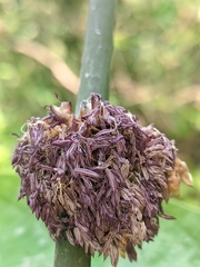 Dendrocalamus strictus