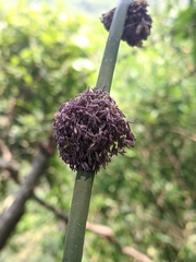 Dendrocalamus strictus