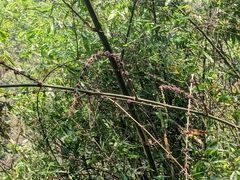 Dendrocalamus strictus