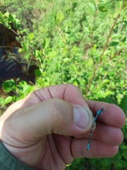 Coenagrion interrogatum