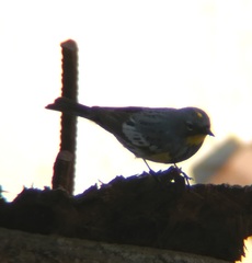 Setophaga coronata auduboni