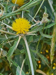 Centaurea hyalolepis
