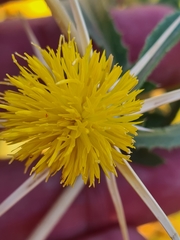 Centaurea hyalolepis
