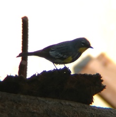 Setophaga coronata auduboni