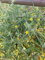 Centaurea hyalolepis