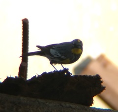 Setophaga coronata auduboni