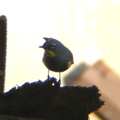 Setophaga coronata auduboni