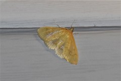 Ecpyrrhorrhoe puralis
