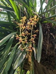 Cymbidium