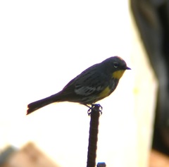 Setophaga coronata auduboni