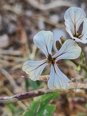 Eruca vesicaria