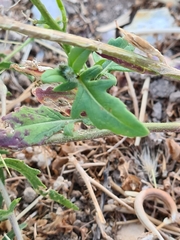 Eruca vesicaria