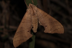 Marumba
