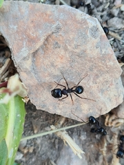 Formicidae