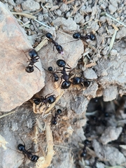 Formicidae