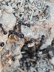 Formicidae