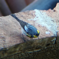 Setophaga coronata auduboni