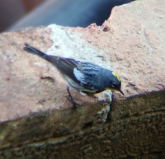 Setophaga coronata auduboni