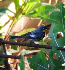 Setophaga coronata auduboni