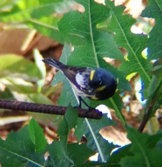 Setophaga coronata auduboni