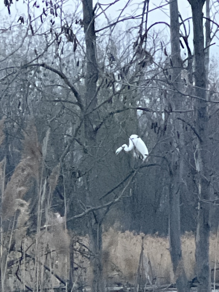 Reeds, Giant Canes, and allies from Montreal Island, Montréal, QC, CA