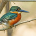 American Pygmy Kingfisher - Photo (c) Paul Cools, some rights reserved (CC BY-NC), uploaded by Paul Cools