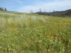 Castilleja rubicundula rubicundula