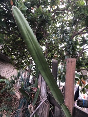 Acanthocereus tetragonus