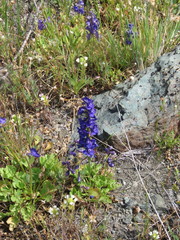 Delphinium uliginosum