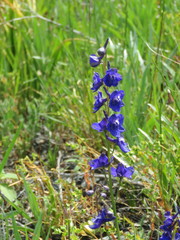 Delphinium uliginosum