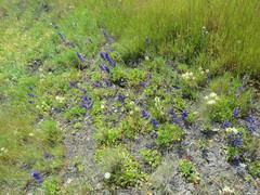 Delphinium uliginosum