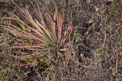 Agave colimana