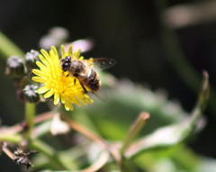 Eristalis tenax
