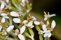 Aphanotrigonum huttoni