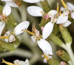 Aphanotrigonum huttoni
