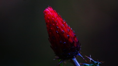 Cirsium conspicuum