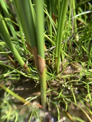 Juncus mexicanus