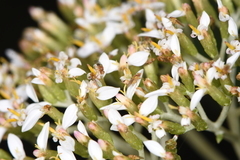 Aphanotrigonum huttoni