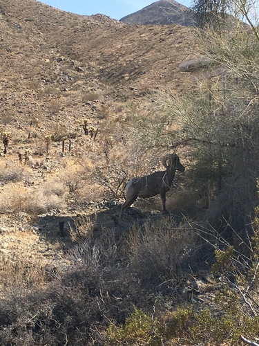 iNaturalist observation photo of Desert Bighorn Sheep