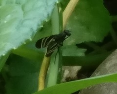 Tritoxa flexa