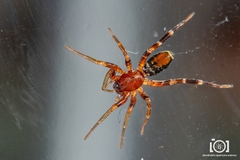 Castianeira floridana